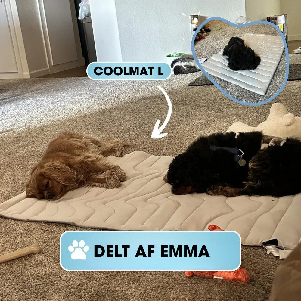 CoolPaws™ - Smart køling, bekymringsfri sommer.