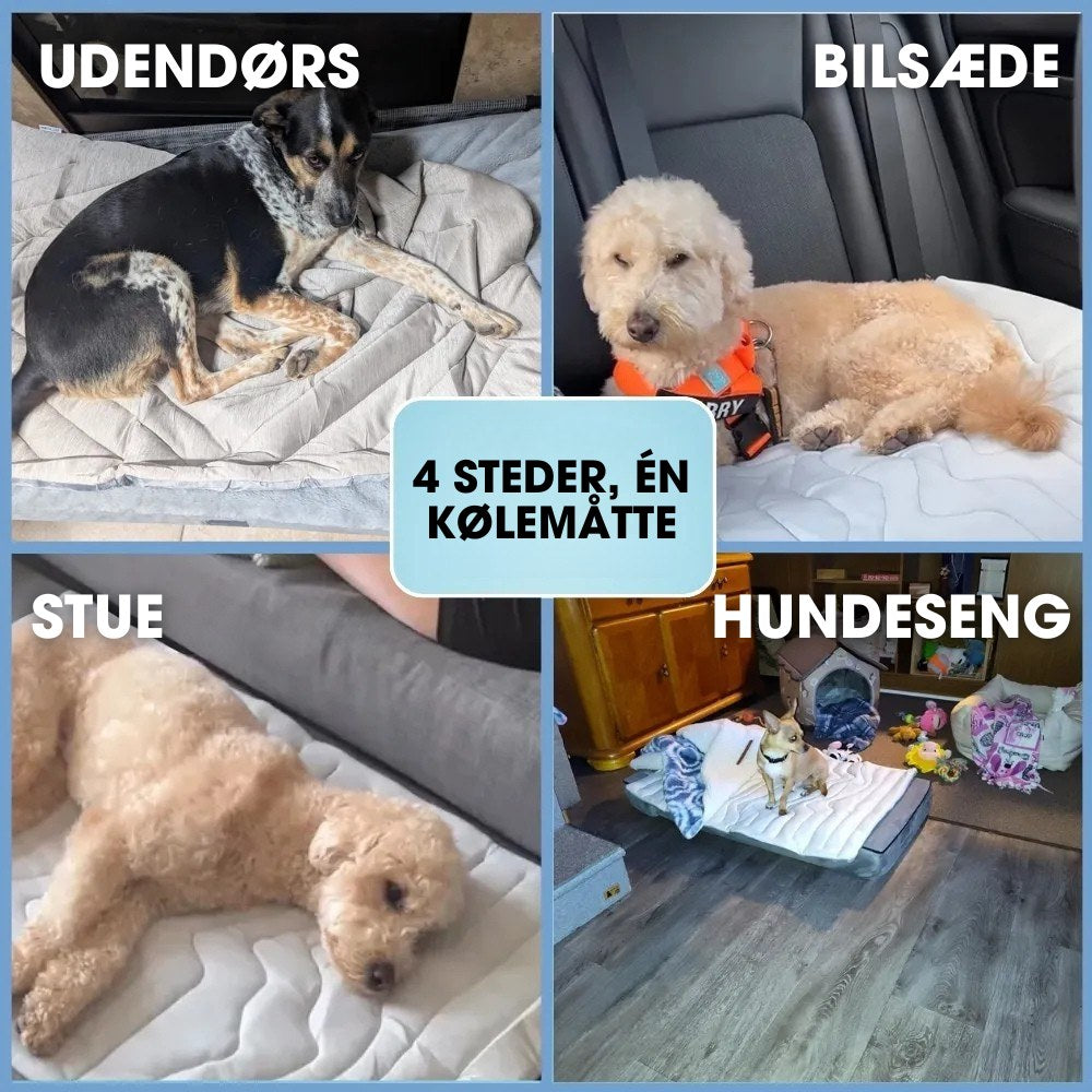 CoolPaws™ - Smart køling, bekymringsfri sommer.