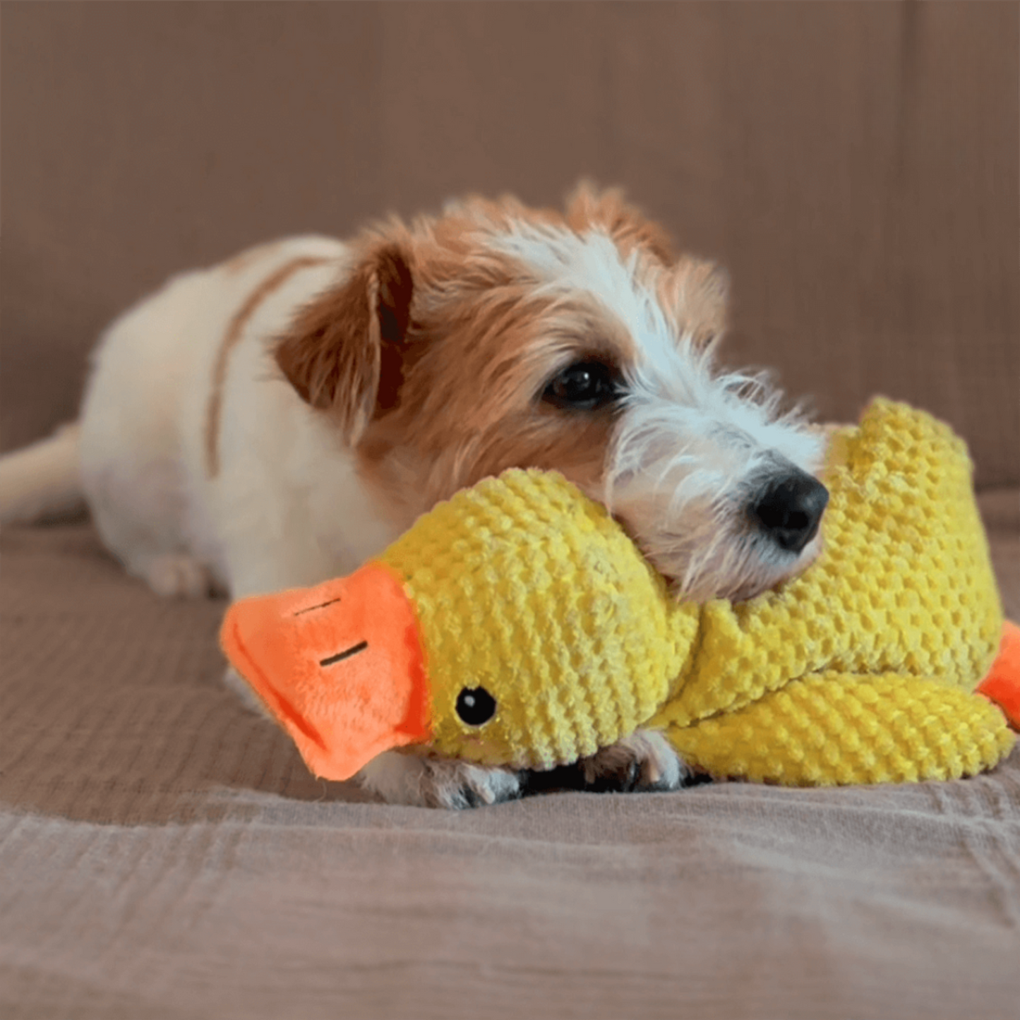 🐾 QuackPal™ – Sjov og blød ven til din hund