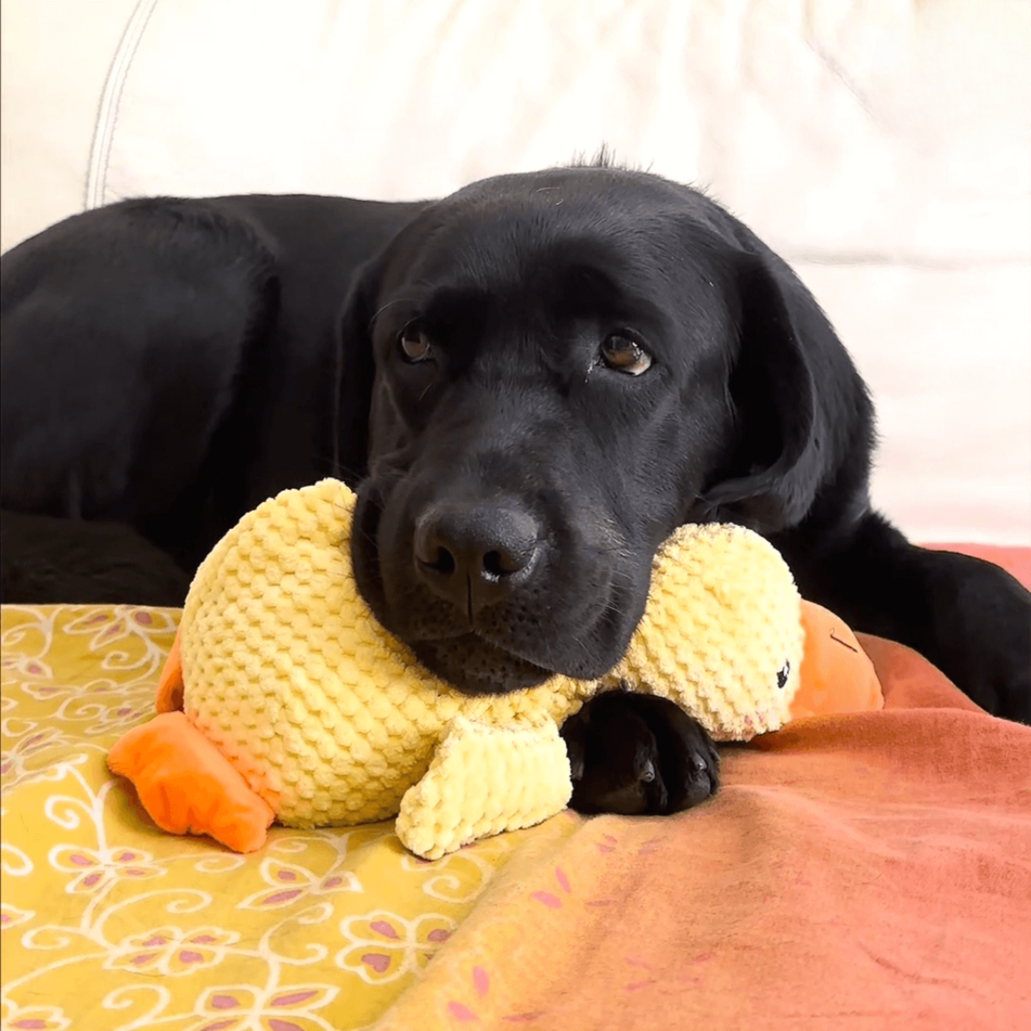 🐾 QuackPal™ – Sjov og blød ven til din hund