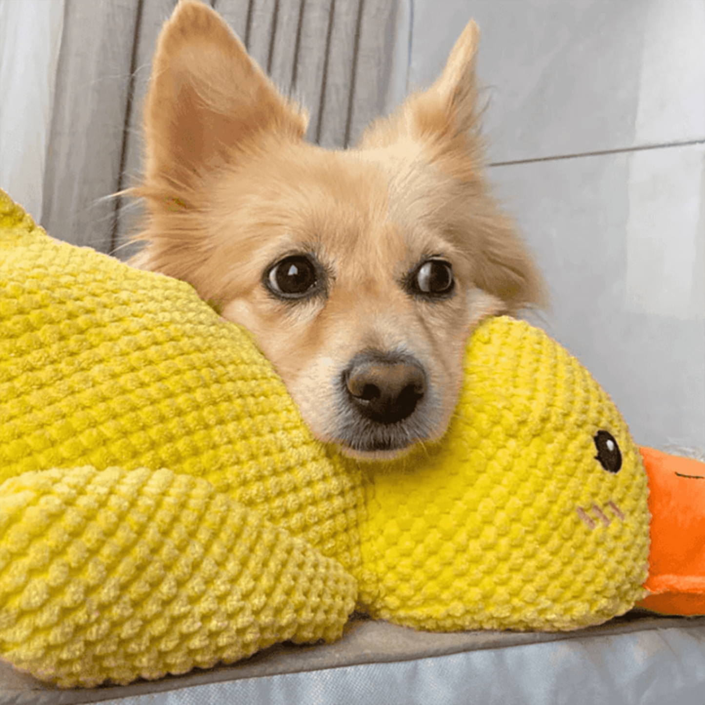 🐾 QuackPal™ – Sjov og blød ven til din hund