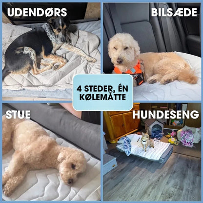CoolPaws™ - Smart køling, bekymringsfri sommer.