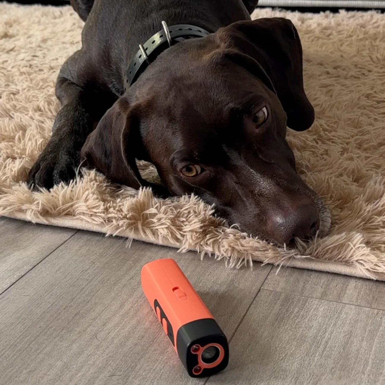 🐾 SilentWoof™ – Kontroller blaffen, bevar roen.